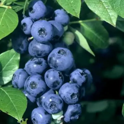 Голубика НОРТ КАНТРИ в Солигорске