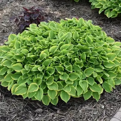 Хоста ГОЛДЕН ТИАРА в Солигорске