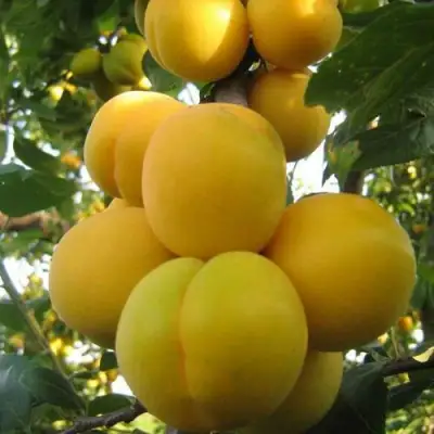 Слива ЛОДВА в Солигорске