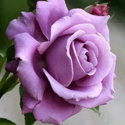 Роза МАЙЗЕР чайно-гибридная в Солигорске