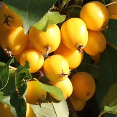 Яблоня ГОЛДЕН ХОРНЕТ декоративная в Солигорске