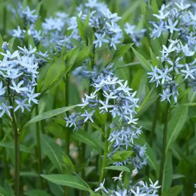 Амсония иволистная в Солигорске