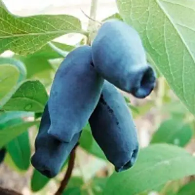 Жимолость съедобная АМФОРА в Солигорске