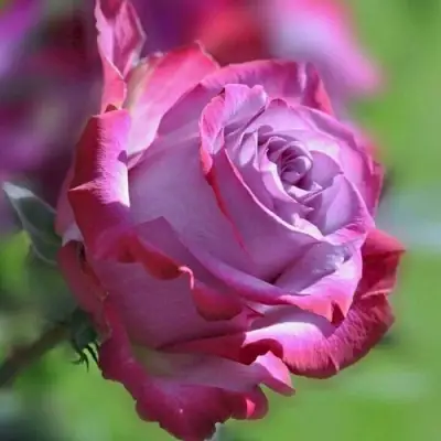 Роза ДИП ВОТЕР чайно-гибридная в Солигорске