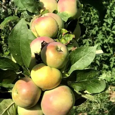 Яблоня ПРИОКСКОЕ колонновидная в Солигорске