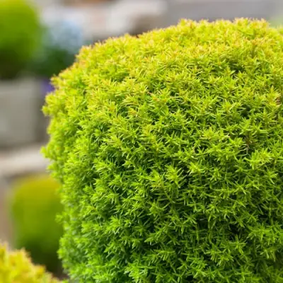 Туя АННИЕК западная в Солигорске