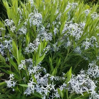 Амсония иволистная в Солигорске