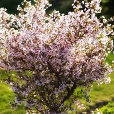 Сакура КОЙО НО МАЙ в Солигорске