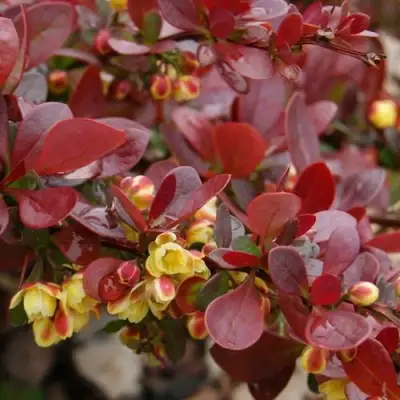 Барбарис КАРМЕН тунберга в Солигорске