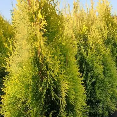 Туя ГОЛДЕН СМАРАГД западная в Солигорске