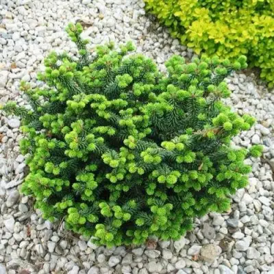 Пихта НАНА бальзамическая в Солигорске