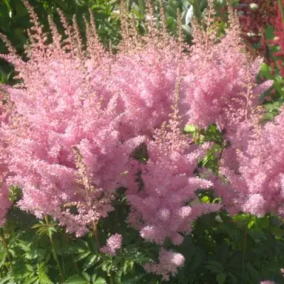 Астильба ЭДЕНС ОДИССЕЙ Арендса в Солигорске