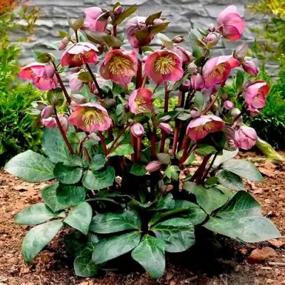 Морозник ВОСТОЧНЫЙ в Солигорске