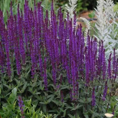 Шалфей КАРАДОНА в Солигорске