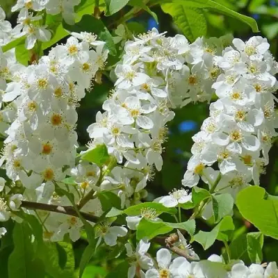 Черемуха ЧАЙКА в Солигорске