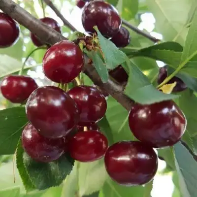 Дюк СЛАВЯНКА в Солигорске