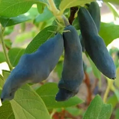 Жимолость съедобная НИМФА (ГАММА) в Солигорске