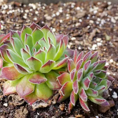 Молодило РУССКОЕ в Солигорске