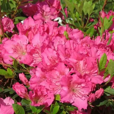 Азалия КИРСТИН японская в Солигорске