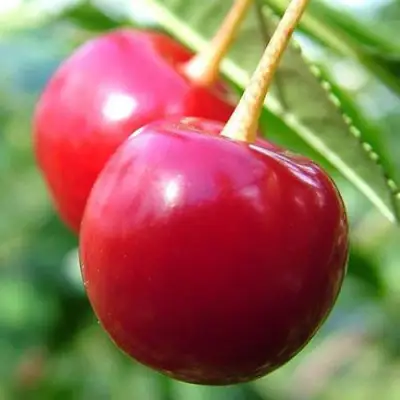 Вишня ЗАРАНКА в Солигорске