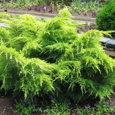 Можжевельник ГОЛД КОСТ средний в Солигорске
