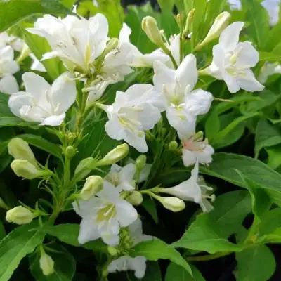 Вейгела БРИСТОЛЬСКАЯ СНЕЖИНКА в Солигорске