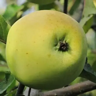 Яблоня РОССИЯНКА в Солигорске