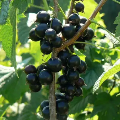 Смородина черная ВОЛОГДА в Солигорске