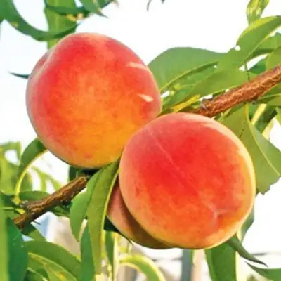 Персик ОНТАРИО в Солигорске