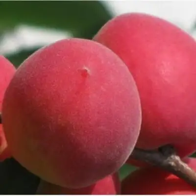 Абрикос РУБИН в Солигорске