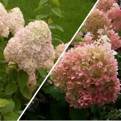 Комплект НЕЖНЫЕ ЧУВСТВА в Солигорске