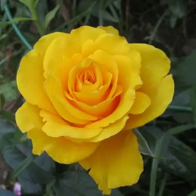 Роза КЕРИО чайно-гибридная в Солигорске