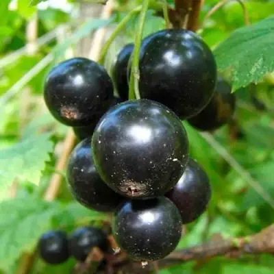 Смородина чёрная ЛЕНТЯЙ в Солигорске