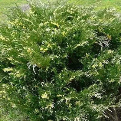 Можжевельник АНДОРА ВАРИЕГАТА горизонтальный  в Солигорске