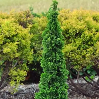 Туя СПИРАЛИС МИНИ западная в Солигорске