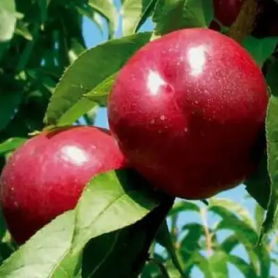 Нектарин МЕДВЕДЕВСКИЙ в Солигорске