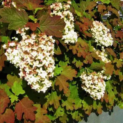 Гортензия БЛЭК ПОРШ дуболистная в Солигорске