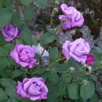 Роза СИЛЬВЕР СТАР чайно-гибридная в Солигорске