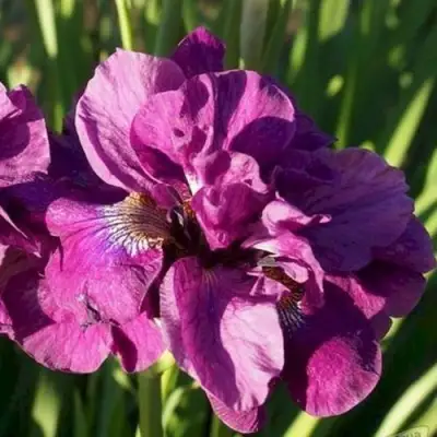 Ирис БАНДЛ ОВ ДЖОЙ сибирский в Солигорске