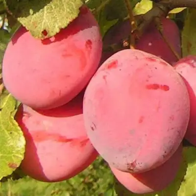 Слива ФАВОРИТЕ ДЕ СУЛТАНО в Солигорске