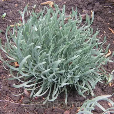 Лук СПИРАЛИС горный в Солигорске