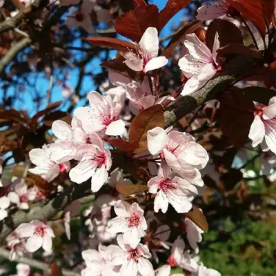 Слива ВУДИ растопыренная в Солигорске