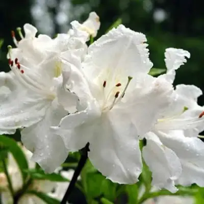 Азалия ОКСИДОЛ листопадная в Солигорске