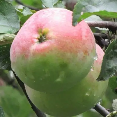 Яблоня МОСКОВСКОЕ ЗИМНЕЕ в Солигорске