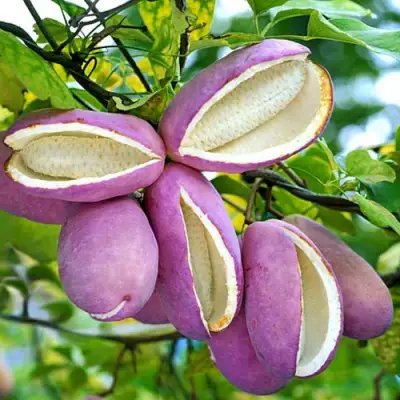 Акебия ПЯТЁРНАЯ  в Солигорске