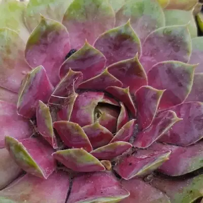 Молодило УФО в Солигорске