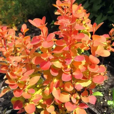 Барбарис ОРАНЖ ФАЙЕР тунберга в Солигорске