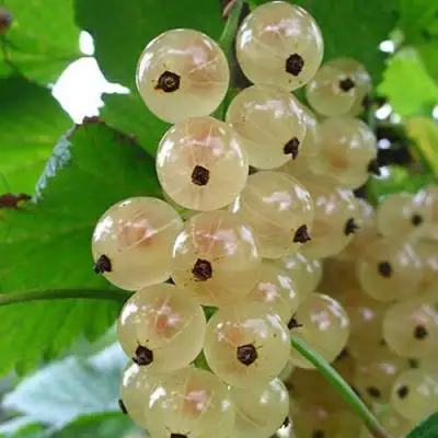 Смородина белая ЮТЕРБОРГСКАЯ в Солигорске