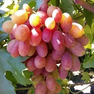 виноград преображение