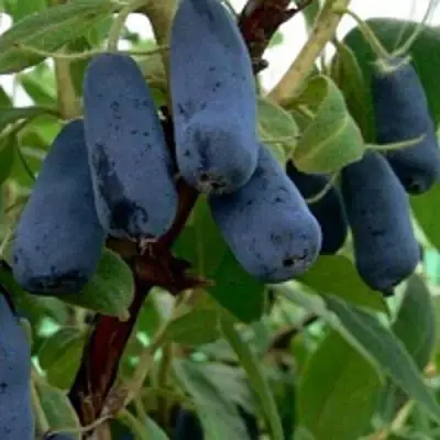 Жимолость съедобная ВОЛХОВА в Солигорске